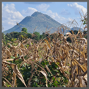 Mountain behind maize field in Malawi, from 2023 Crop Cut Campaign.