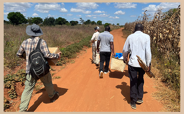 Members of Harvest, FAO, and the Malawi Ministry of Agriculture conducting crop cuttings in Kasungu, Malawi.